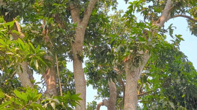 আম গাছ থেকে পড়ে প্রবাসীর স্ত্রীর মৃত্যু