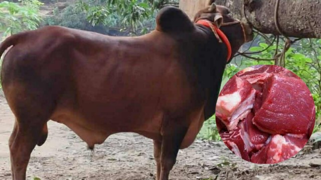 রাজশাহী বিশ্ববিদ্যালয় ক্যাম্পাসে গরু ও খাসি কুরবানি দেবে ছাত্র শিবির