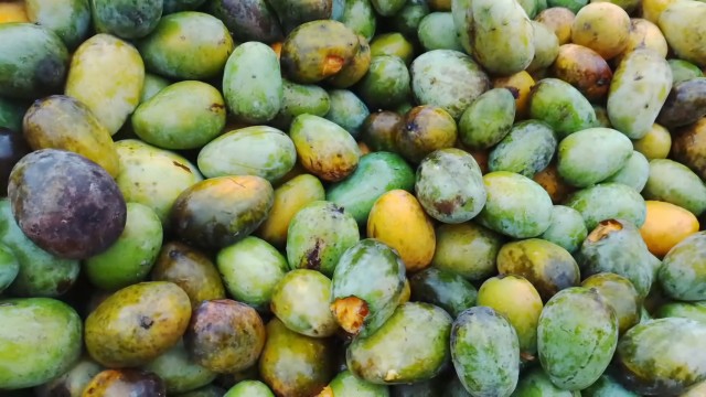 পঁচা ও বাদুড়ে খাওয়া আম যাচ্ছে জুস ফ্যাক্টরিতে