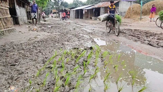 ভোলাহাটে রাস্তা সংস্কারের দাবিতে ধানের চারা রোপণ করে প্রতিবাদ