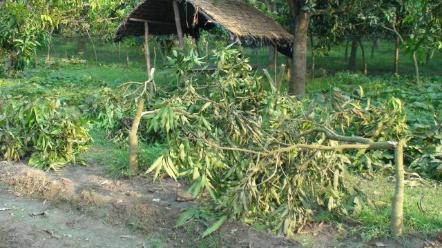 শিবগঞ্জে ছাগলে ফসল নষ্টের প্রতিবাদ করায় আমগাছ কেটে ফেলার অভিযোগ