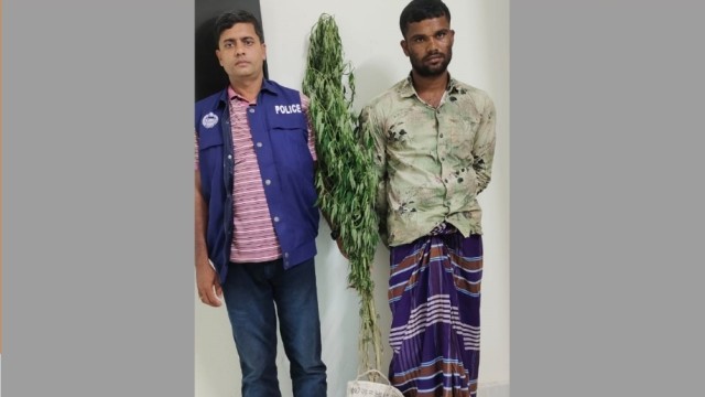 বসতবাড়ির বাগান থেকে গাজা গাছ উদ্ধার, ১ আটক